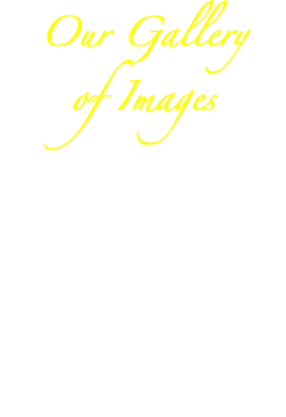 &nbsp;Our Gallery of Images Here you can see and enjoy some of the exotic places you can visit, food you can eat, local drinks, pastries, and local appetizers in the Island of Puerto Rico, including Vieques and Culebra!